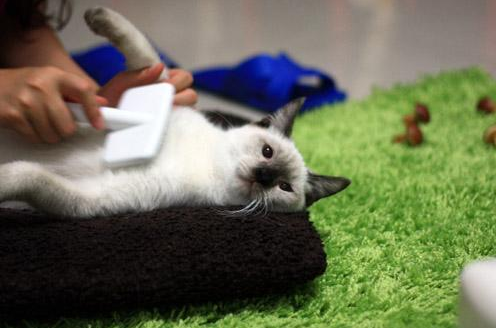 猫咪化毛膏的选择和使用，养猫新手知识导航（你的猫咪用过化毛膏么）