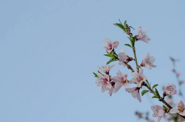 花柄花梗莖的區別,花梗和花莖的區別(一樹一樹的花花花花花花開)