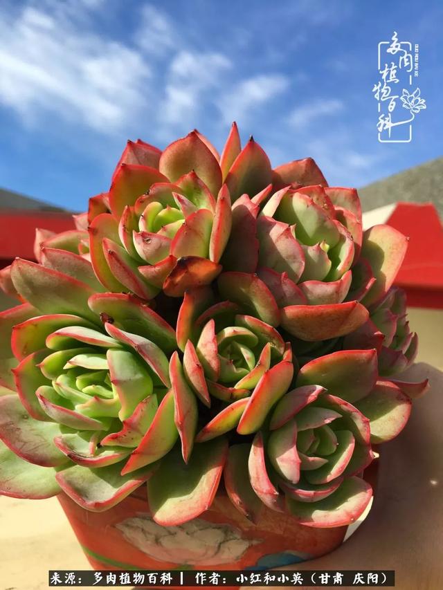 姐妹情深的句子，姐妹情深的句子简短（赏娇媚多肉，忆姐妹情深）