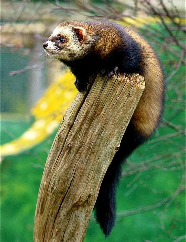 貂和黄鼠狼的区别，雪貂和黄鼠狼的区别（生物相册：黄鼠狼）