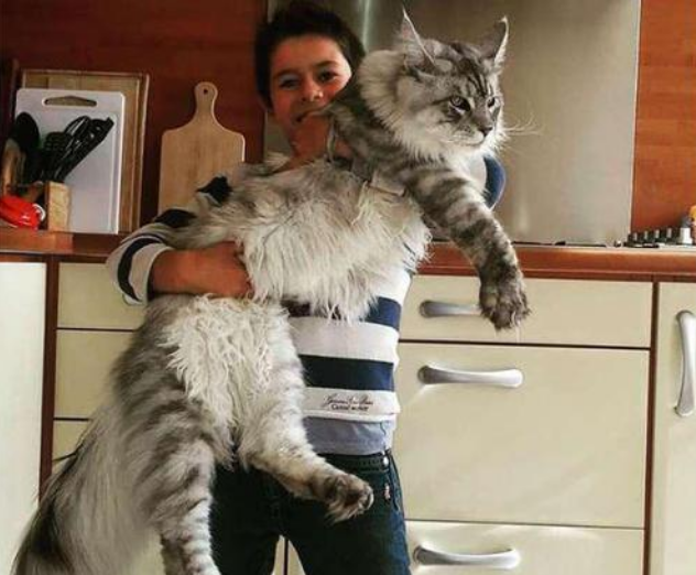 缅因猫怎么样，缅因猫有哪些特点（这6个缺点让人“望而生畏”）