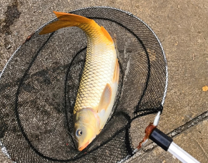 日本进口"香烟鱼竿",轻松钓起8斤大鲫鱼,属于男生的大玩具