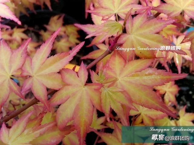 什么样的枫树填空。，什么的枫树填空词语二年级（增添了花园四季色彩之美）