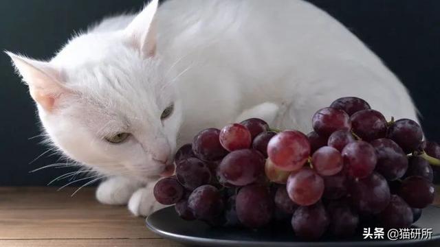 猫可以吃水果吗，猫咪吃水果好不好（为啥会对水果感兴趣）