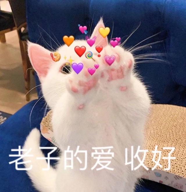 可爱表情包.抱我的小猫腿舔我的jio，微信头像，可爱表情包.抱我的小猫腿舔我的jio（却把评论区逼成了恋jio癖哈哈哈）