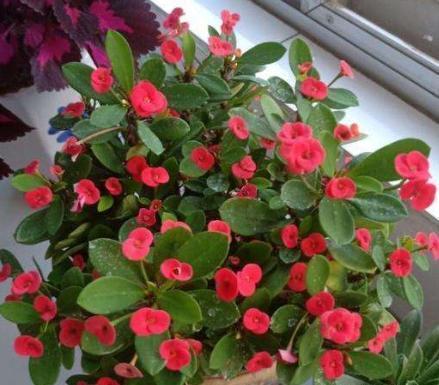 刺梅怎么扦插，虎刺梅什么时候扦插最好（虎刺梅扦插“诀窍”）