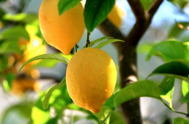 庭院适合种的果树有哪些 庭院种什么果树风水好又旺财，庭院适合种的果树有哪些（院子里养4种果树）