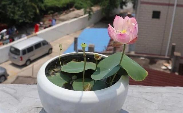 SuSu:一起种草莓来吗，微信头像，SuSu:一起种草莓来吗?【杂图】（花芽蹭蹭长满盆）