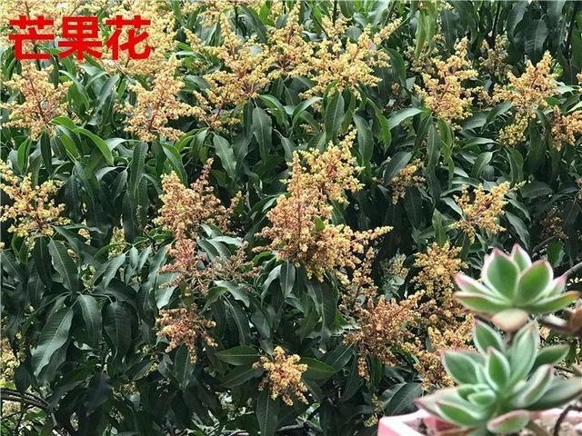 芒果种子怎么种，一个夏天就能长成小树苗