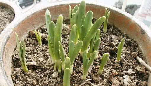 如何养水仙花，水仙花怎么养（冬天的最爱）