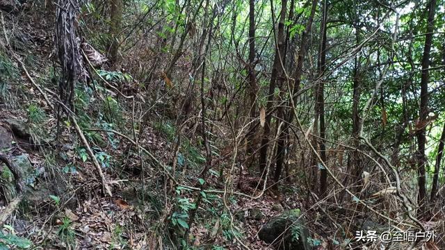 千斤拔别名叫什么名字，千斤拔别名（一种生长于山上可食用也可以泡酒的佳品）