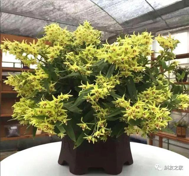 石斛兰风水摆放禁忌，石斛兰适合放在卧室吗（室内石斛盆栽摆放的风水禁忌）