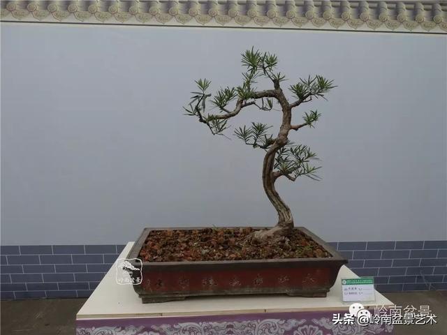 台湾罗汉松，飘逸优雅的海岛罗汉松盆景（台湾罗汉松的养殖方法和注意事项）