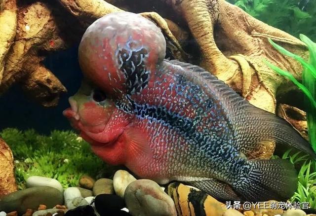 火龙鱼怎么养，火龙鱼怎么养视频（有故事的观赏鱼）