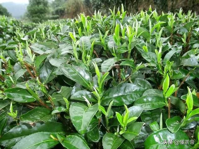 太姥山的资料，太姥山是哪里的（你知道白茶都是什么树种做的吗）