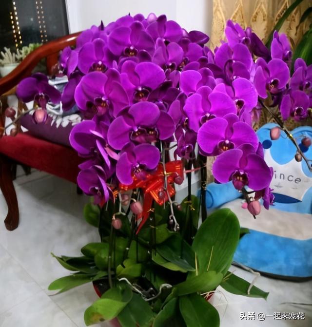 蝴蝶兰开完花后怎么处理方法，蝴蝶兰开花后怎么处理（年年都能绽放群兰）