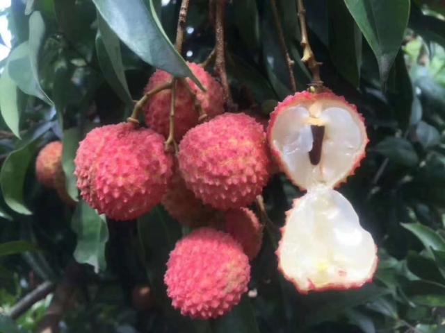 上火可以吃荔枝吗，荔枝上火能吃吗（荔枝吃上火吗）