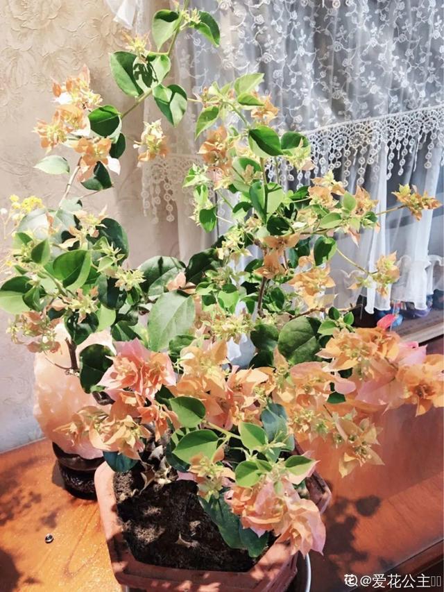 虎刺梅生虫怎么解决，虎刺梅长虫子怎么办（离太近都不好）