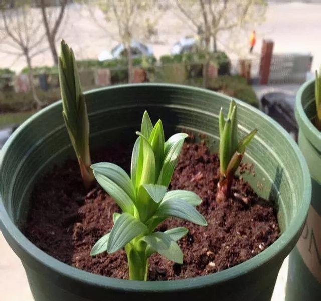 百合玫瑰花束的寓意，百合和玫瑰的花束寓意是什么（2个月就开花）