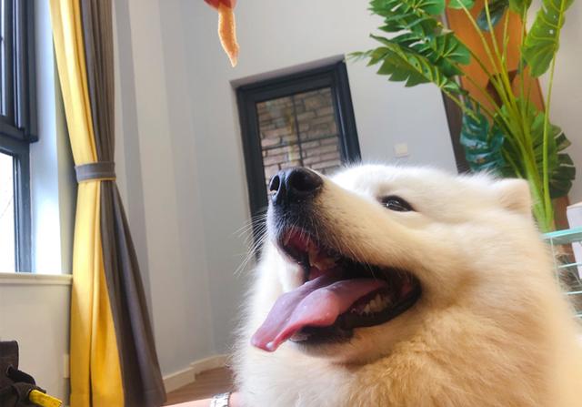 人能吃狗粮吗吃了会有什么害处吗，人能吃狗粮吗吃了会有什么害处吗视频（长期喂食泡软狗粮无助肠胃吸收）