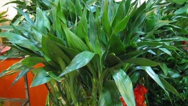 水培富贵竹叶子发黄怎么救，水养富贵竹叶子发黄怎么办（水养富贵竹叶子发黄是什么原因）