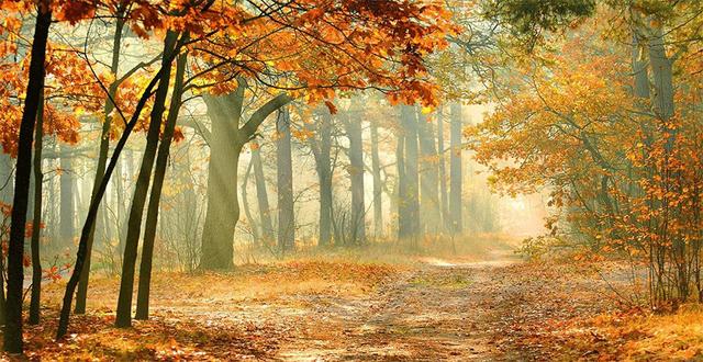 松鼠怎么画，松树怎么画简笔画图片（绘画教程，松鼠与橡果）