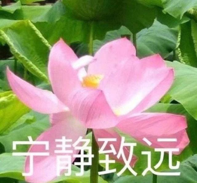 职场专用高逼格微信头像，女生，爸爸妈妈头像