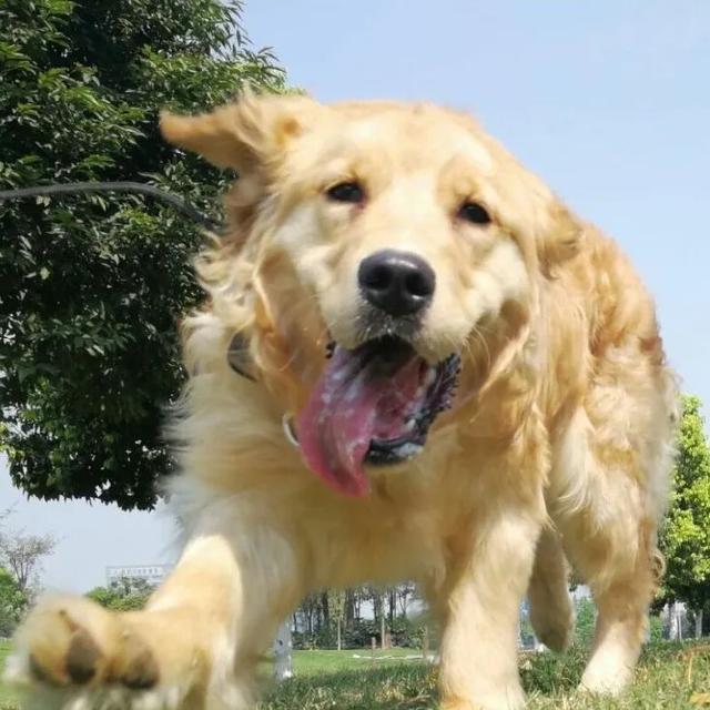 金毛犬，6种狗狗小时候和长大的对比（金毛犬的优缺点及性格）