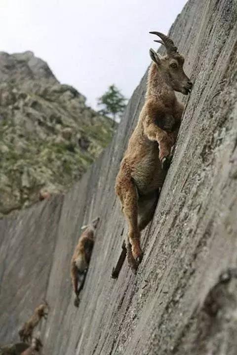 山羊脚印像什么，山羊的脚印怎么形容（你看，这棵树上长满了羊...）