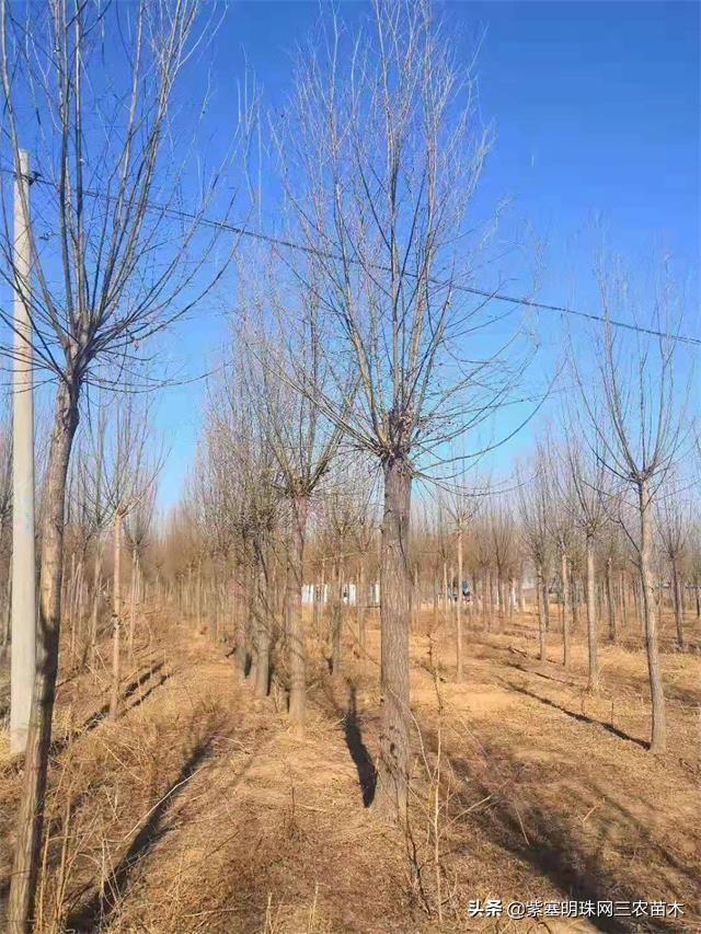 如何种植垂柳，如何种植垂柳树（济北金三角苗木基地教您春天如何正确的种植柳树）