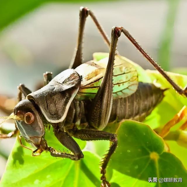 昆虫记绿蝈蝈生活环境，《昆虫记》重点昆虫