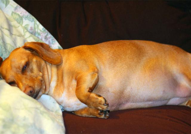 泰迪小时候图片，怎么在小时候区分比熊与泰迪（养猪高手当主人的后果）