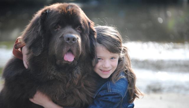 牧羊犬寿命多少年，牧羊犬寿命多少年啊（“寿命最短”的5种狗）