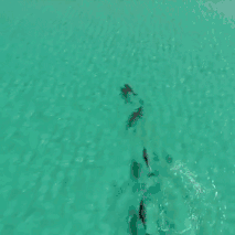 鲨鱼为什么不吃海豚，为什么鲨鱼不吃海豚（“鲨鱼不吃海豚”这样明显的谣言为何能甚嚣尘上）