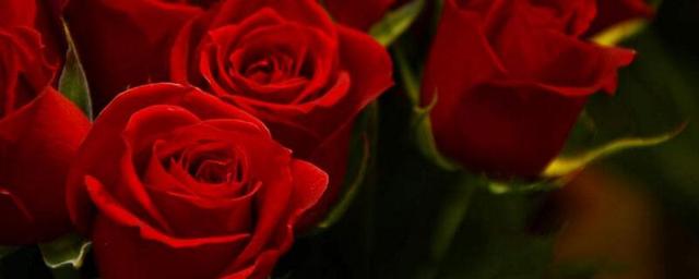 情人节送什么礼物给情人 鲜花永恒不变的爱意，情人节送什么礼物给情人（紫罗兰则象征永恒的爱情）