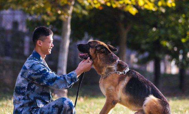 怎么领养退役的军犬警犬，如何领养退役军犬警犬（退役后的军犬怎么安置了）