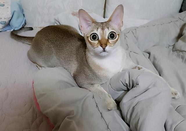 猫的所有种类，猫的所有种类及图片（30种知名的猫咪，你都认识吗）