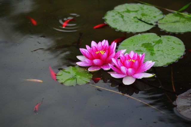 【睡莲】睡莲的特点，睡莲的特点有哪些（再小的花园）