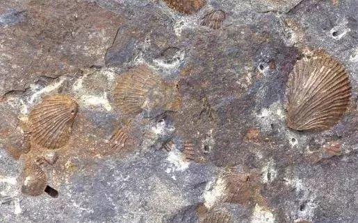 遗迹化石是指什么，属于遗迹化石的是什么（何谓化石？有什么价值）