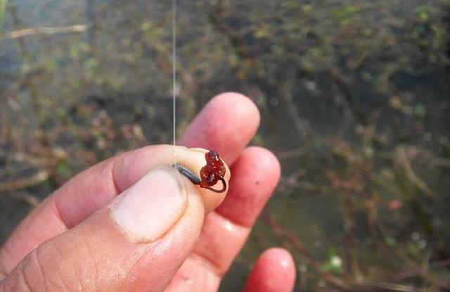 红虫怎么挂钩图片(我极力推荐几种冬钓鲫鱼红虫挂法) - 去钓鱼