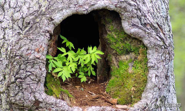 老虎冬眠吗，冬眠的动物有哪些（为何会遭遇东北虎猎杀）