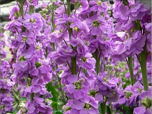 紫罗兰花的样子图片