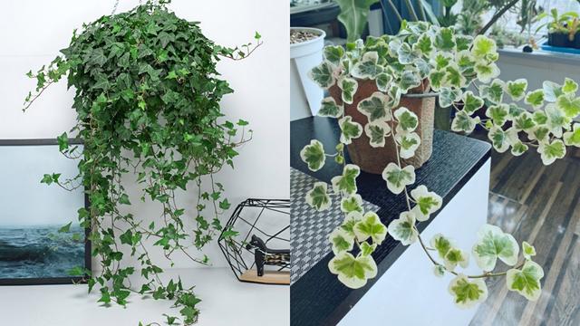 适合家里养的32种花，家里养什么花好（”家居盆花100种）