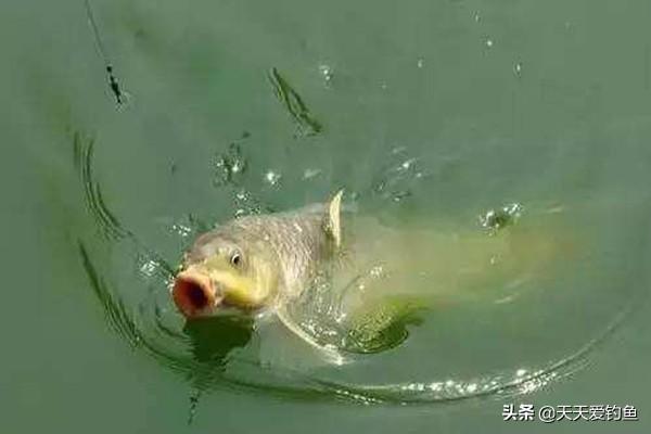 钓鲤鱼鱼技巧，钓鱼钓鲤鱼的秘诀（关键技巧是这四个）