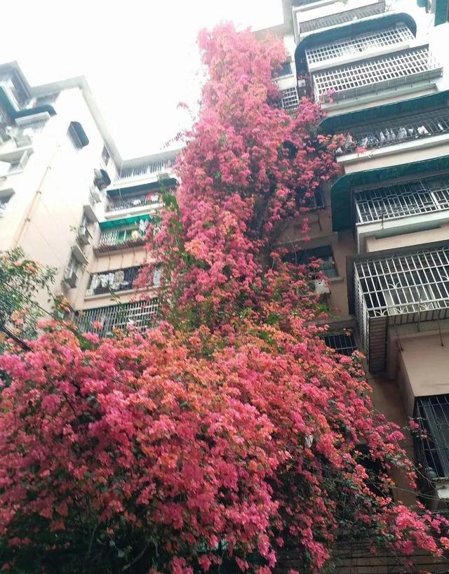 一梦两三年一花一世界网名，一梦两三年一花一世界微信昵称（千年的紫藤树···5种花越老越值钱）