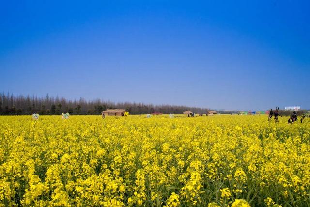 油菜花开的季节，适合家庭室内养的花与绿植（2019年全国油菜花开放时间表）