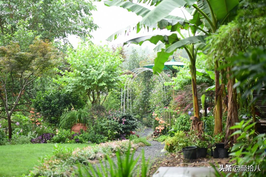 角堇一年开几次花，角堇一年生吗（一整面风车茉莉的花墙被拆掉了）