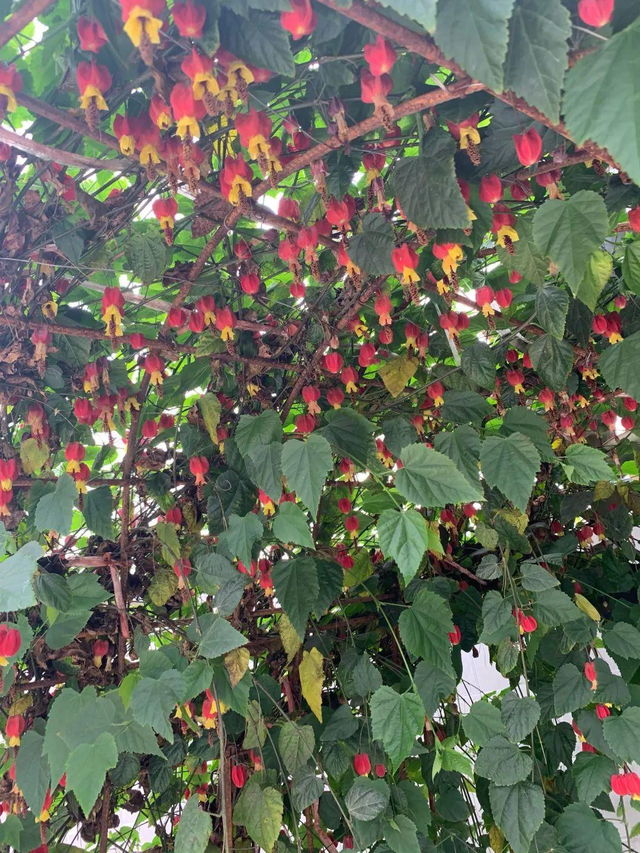 风铃花应该如何种植，风铃花应该如何种植呢（家里养盆蔓性风铃花）