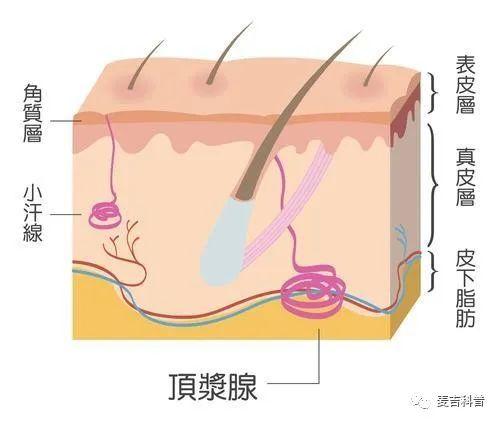 什么是狐臭，什么是狐臭纯合子和杂合子（实不相瞒，这2个都可能是祸根）