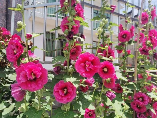 紫薇花什么季节开花，紫薇什么时候开花（温度高也不休眠）